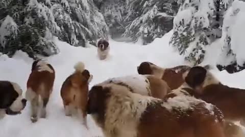 Adorable st Bernard playing in snow