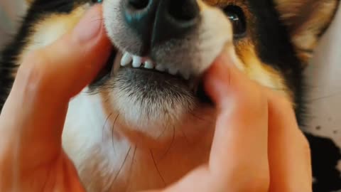 "Pampering My Cute Doge: A Full-Body Care Adventure! 🐶✨"