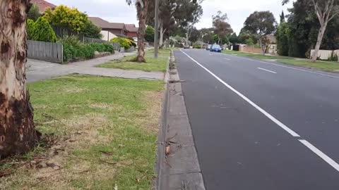 Fallen Gum trees after wind - Prince of Wales Mill Park Melbourne AU