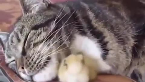 Cat VS Chick Don'try to laught it LoL