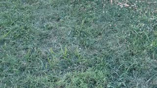 Little Westie Dog Plays in the Grass