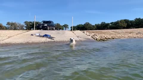 Swimming bulldog