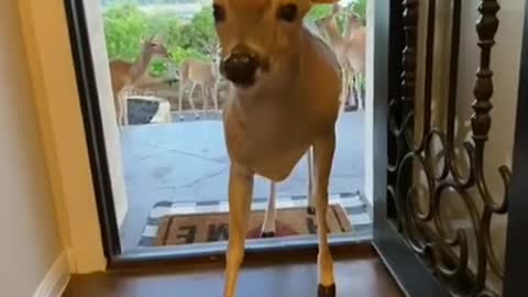 The moment a herd of deer naturally comes into your house and begs for food