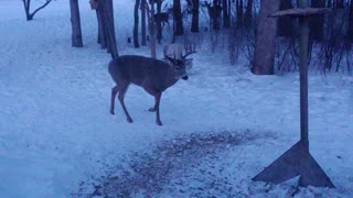 Deer in our yard