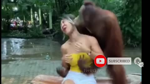 Naughty Orangutan flirts with girls