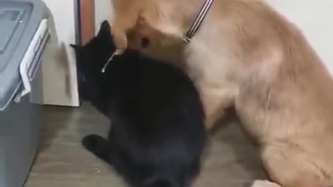 Dog and Cat Escaping!