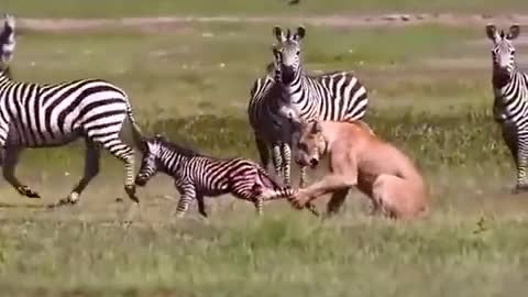 Helpless Baby Zebra