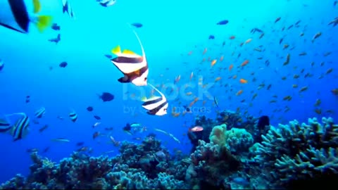 UNDER WATER SEA TROPICAL LIFE STOCK VIDEO