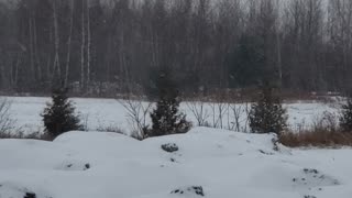 4 deer out to enjoy the first snow