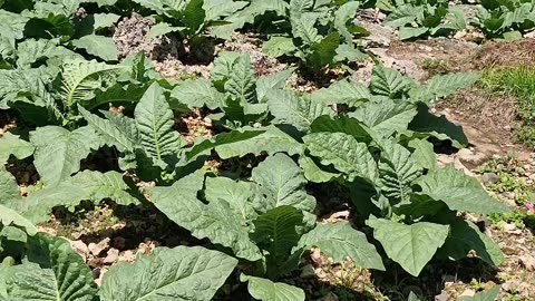 Tobacco growing in Laguindingan has been an integral part of the local economy and culture for years