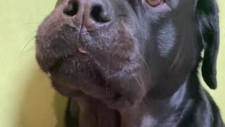 Dog Hides Stolen Candy in Its Mouth