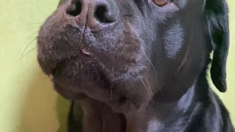 Dog Hides Stolen Candy in Its Mouth