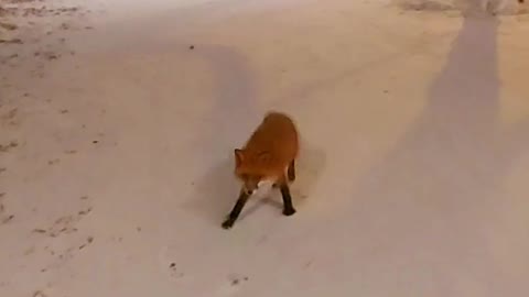 Curious Fox