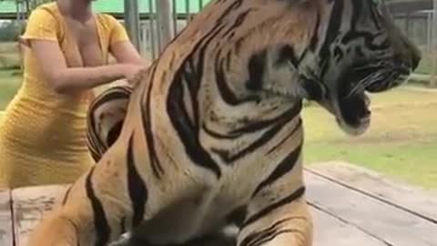Tiger likes massage