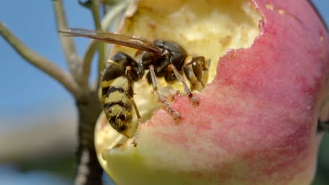 Closeup of a hornet eating a red apple