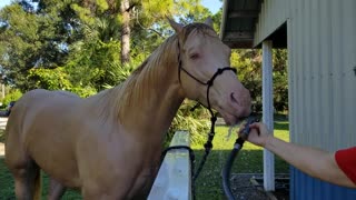 Classic To A Te (Cooper) playing with the hose