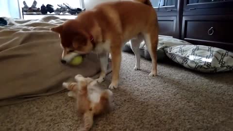 Cute Shiba Inu and Kitten playing together