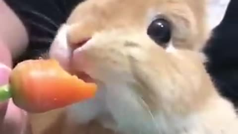 Rabbit eating tasty carrot!!!! very cute!