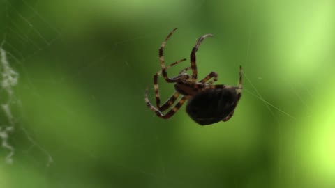 Parfect creator........................The spider