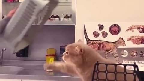 Cats in vet compilation🙀🙀🙀