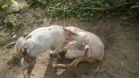 BABY GOATS LOVE TO MOTHER| FACTS ABOUT GOATS LOVE
