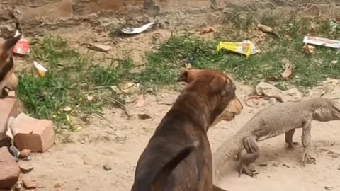 street dog vs iguana fight