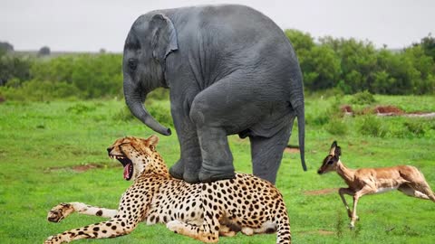 Adventurous Elephant Action Elephant Herd Take Down Cheetah To Save Impala Giraffe vs Hyena Kudu