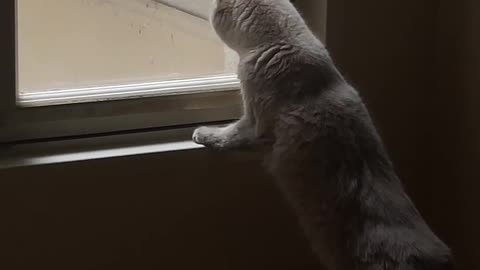 Cat looking in window