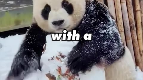 Adorable Panda Plays With A Big Snowball 🐼