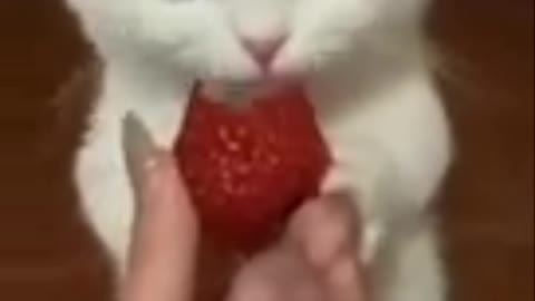 Cute cat video! cat funny video//Cute cat short video/cute cat ncs background music