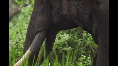 Elephants video// wild Elephants