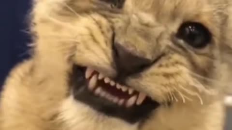 A Cute Baby Lion Learns To Roar