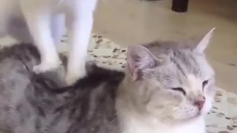 cat massage love