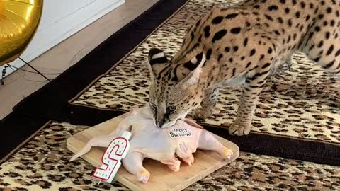 Leopard Cat Attack on Meet l Crazy Cats