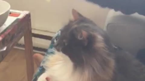 Girl eats food in front of her cat on her lap, cat thinks it's being fed but is tricked