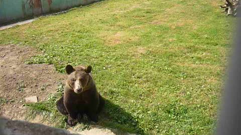 Brown bear