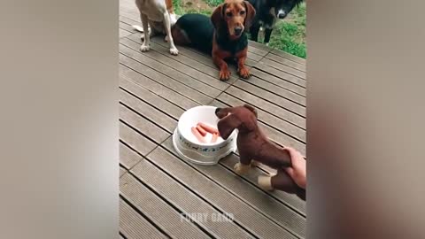 Dogs funny reaction on cutting cake