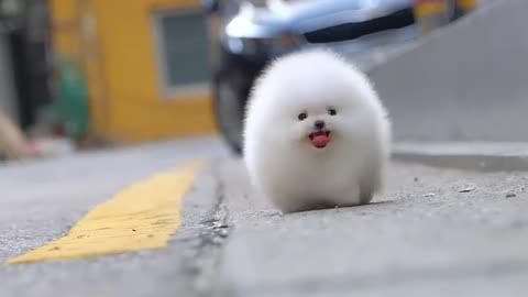 Cute white miniteacup Pomeranian puppy video .