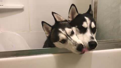 Huskies caught in the bathtub