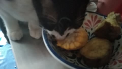 My Cats is hungry he eating Corn 🌽 in table