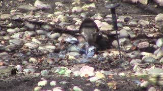 Cooper's Hawk Cleaning A Blue Jay