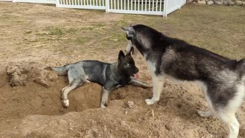 Doge training videos