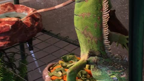 Silly Iguana eats his salad