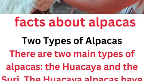 facts about alpacas....1/13