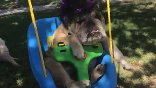 Bulldog wears purple hat on swings