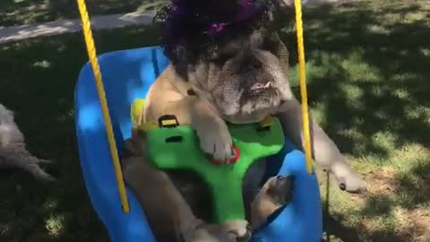 Bulldog wears purple hat on swings