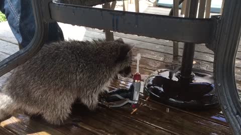 Pet Raccoon Is On Hidden Camera With Water Hose Trick