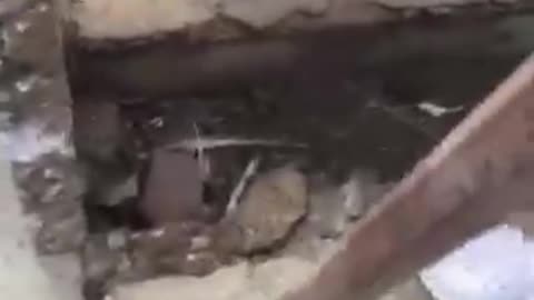 Trapped Puppy Saved from the Sewer