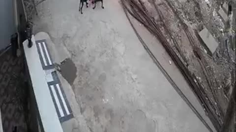 four street Dogs attack Innocent little girl