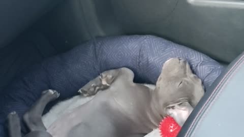 Bully puppy riding in the car sleep